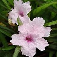 Petunia Flower Seeds Pink Purple Heirloom Non-GMO High Germination Organic Garden Seeds for Planting