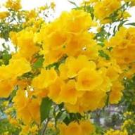 Yellow Eccremocarpus Flower Seeds – Heirloom Non-GMO High Germination Organic Seeds