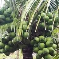 Tropical Coconut Fruit Seeds for Planting Heirloom Non-GMO High Germination Organic Garden Seeds