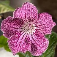 Light Pink Streptocarpus Flower Seeds – Heirloom, Non-GMO, High Germination Seeds