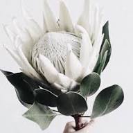 Protea Blumensamen Weiß Erbstück Non-GMO Hohe Keimrate Bio-Garten Samen