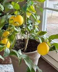 Mixed Lemon Seeds – Heirloom, Non-GMO, High Germination Organic Garden Seeds for Planting