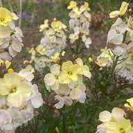 White Erysimum Cheiri Flower Seeds Heirloom Non-GMO High Germination Organic Garden Seeds for Planting