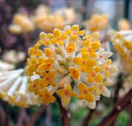 Yellow Edgeworthia Flower Seeds – Heirloom Non-GMO High Germination Organic Seeds