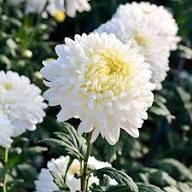 Giant Chrysanthemum Flower Seeds White — Heirloom Non-GMO High Germination Seeds