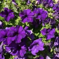 Lila Petunienblumensamen – Erbstück, gentechnikfrei, hochkeimfähig, Bio-Gartensamen zum Pflanzen