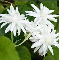 White Mogra Seeds for Planting Heirloom Non-GMO High Germination Organic Garden Seeds