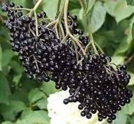 Elderberry Fruit Seeds for Planting – Heirloom Non-GMO High Germination Organic Garden Seeds for Juices &amp; Syrups