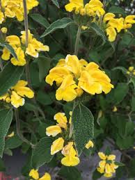 Phlomis Flower Seeds for Planting – Heirloom, Non-GMO, High Germination Organic Garden Seeds