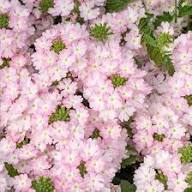 Pink White Verbena Flower Seeds – Heirloom, Non-GMO, High Germination Organic Seeds
