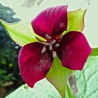 Red Trillium Flower Seeds Heirloom Non-GMO High Germination Organic Garden Seeds for Planting
