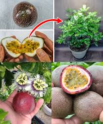 Mixed Passion Fruit Seeds – Heirloom, Non-GMO, High Germination Organic Garden