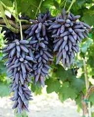 Mixed Finger Grape Fruit Seeds – Heirloom, Non-GMO, High Germination Organic Garden Seeds