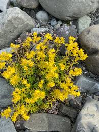 Yellow Saxifraga Flower Seeds Heirloom Non-GMO High Germination Organic Garden Seeds for Planting