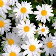 White Pyrethrum Daisy Flower Seeds Heirloom Non-GMO High Germination Organic Garden Seeds