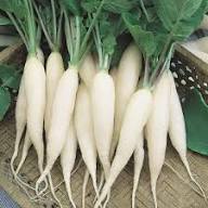 Radish Seeds – Heirloom Non-GMO High Germination Organic Garden Seeds for Planting