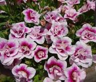 Rosa-weiße doppelte Calibrachoa-Blumensamen – Alte Sorte, gentechnikfrei, hohe Keimfähigkeit, Bio-Gartensamen zum Pflanzen