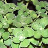 Green Oregano Cuban Plant Seeds Heirloom Non-GMO High Germination Organic Garden Seeds for Planting