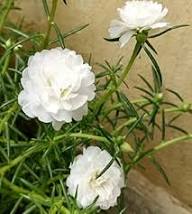 White Portulaca Flower Seeds – Heirloom Non-GMO High Germination Organic Garden Seeds