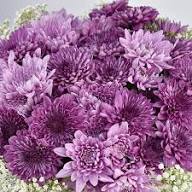 Purple Chrysanthemum Flower Seeds for Planting – Heirloom Non-GMO High Germination Seeds Seeds for Planting Organic Garden Seeds