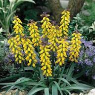 Yellow Violet Muscari Macrocarpum Flower Seeds – Heirloom Non-GMO Organic Garden Seeds