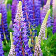 Violet Lupine Flower Seeds – Heirloom Non-GMO High Germination Organic Garden Seeds