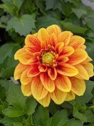 Red Yellow Dahlia Flower Seeds for Planting – Heirloom Non-GMO High Germination Organic Garden Seeds