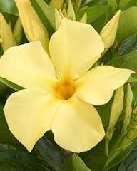 Yellow Dipladenia Sanderi Flower Seeds – Heirloom Non-GMO High Germination Organic Seeds