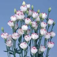 Eustoma Flower Seeds White Heirloom Non-GMO High Germination Organic Garden Seeds for Planting