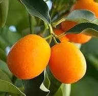 Kumquat Fruit Seeds for Cultivation NON GMO Heirloom Seeds for Planting High Germination Organic Garden Seeds