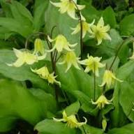 Yellow Erythronium Pagoda Flower Seeds – Heirloom Non-GMO High Germination Organic Seeds