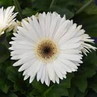 White Gerbera Daisy Flower Seeds Heirloom Non-GMO High Germination Organic Garden Seeds for Planting