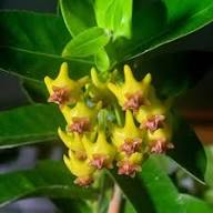 Hoya Carnosa Flower Seeds Yellow – Heirloom Non-GMO High Germination Organic Garden Seeds