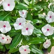 Weiße Vinca Rosea Blumensamen, alte Sorte, gentechnikfrei, hohe Keimfähigkeit, Bio-Gartensamen