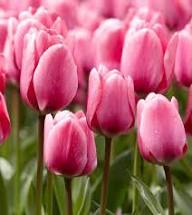 Tulip Flower Seeds Pink Red Heirloom Non-GMO High Germination Organic Garden Seeds for Planting