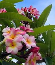 Plumeria Flower Seeds Mixed – Heirloom, Non-GMO, High Germination Organic Garden Seeds for Planting