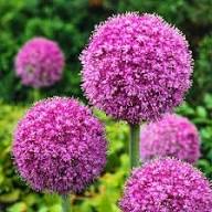 Giant Armeria Flower Seeds Pink Heirloom Non-GMO High Germination Organic Garden Seeds