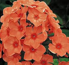 Semillas de Phlox Anual Naranja – Cimarrón, No-Transgénico, Semillas de Jardín Orgánicas de Alta Germinación para Sembrar