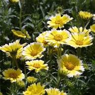 Yellow Layia Flower Seeds – Heirloom Non-GMO High Germination Organic Seeds