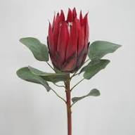 Red Protea Flower Seeds Heirloom Non-GMO High Germination Organic Garden Seeds for Planting