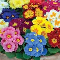 Mixed Primrose Flower Seeds – Heirloom, Non-GMO, High Germination Seeds
