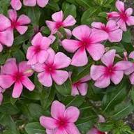 Vinca Flower Seeds – Heirloom Non-GMO High Germination Organic Garden Seeds