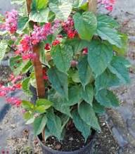 Red Clerodendrum Thomsoniae Flower Seeds Heirloom Non-GMO High Germination Organic Garden Seeds for Planting