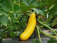 Zucchini Gold Rush F1 Seeds for Planting – High Yield Organic Summer Squash Seeds, Non-GMO, Fast Growing Vegetable Garden Seeds