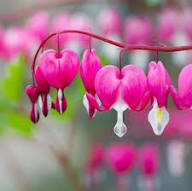 Pink Dicentra Flower Seeds for Planting – Heirloom Non-GMO High Germination Organic Garden Seeds