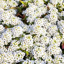 White Alyssum Flower Seeds Heirloom Non-GMO High Germination Organic Garden Seeds