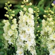 Yellow White Delphinium Mix Seeds for Planting | Heirloom Non-GMO Organic