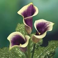 White Purple Calla Lilly Flower Seeds Heirloom Non-GMO High Germination Organic Garden Seeds for Planting