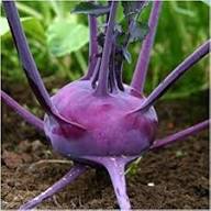 Purple Kohlrabi Seeds for Planting – Heirloom Non-GMO Organic Vegetable Seeds, High Germination Garden Seeds