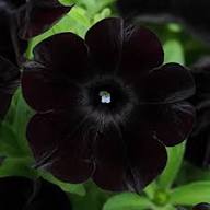 Black Petunia Flower Seeds for Planting – Heirloom Non-GMO High Germination Seeds